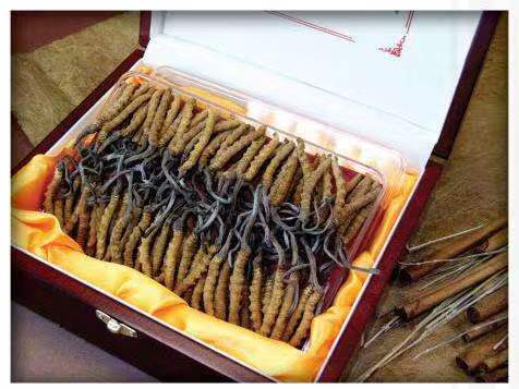 港口冬虫夏草回收